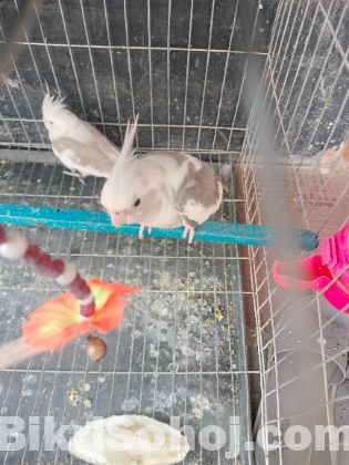 ভি পাইড ককাটেল পাখি